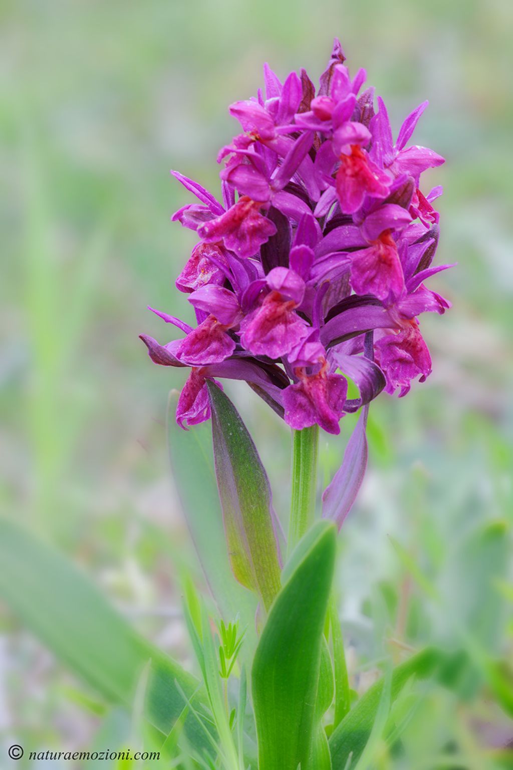 Orchidee marchigiane